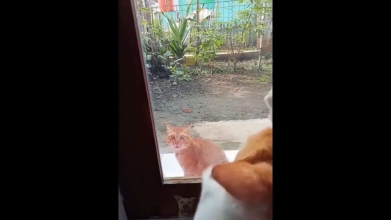 Funny Animal Videos 2022   # 2