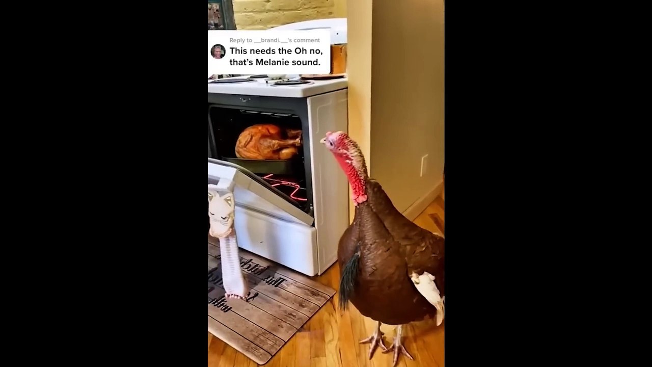Funny Animal Videos 2022   # 3