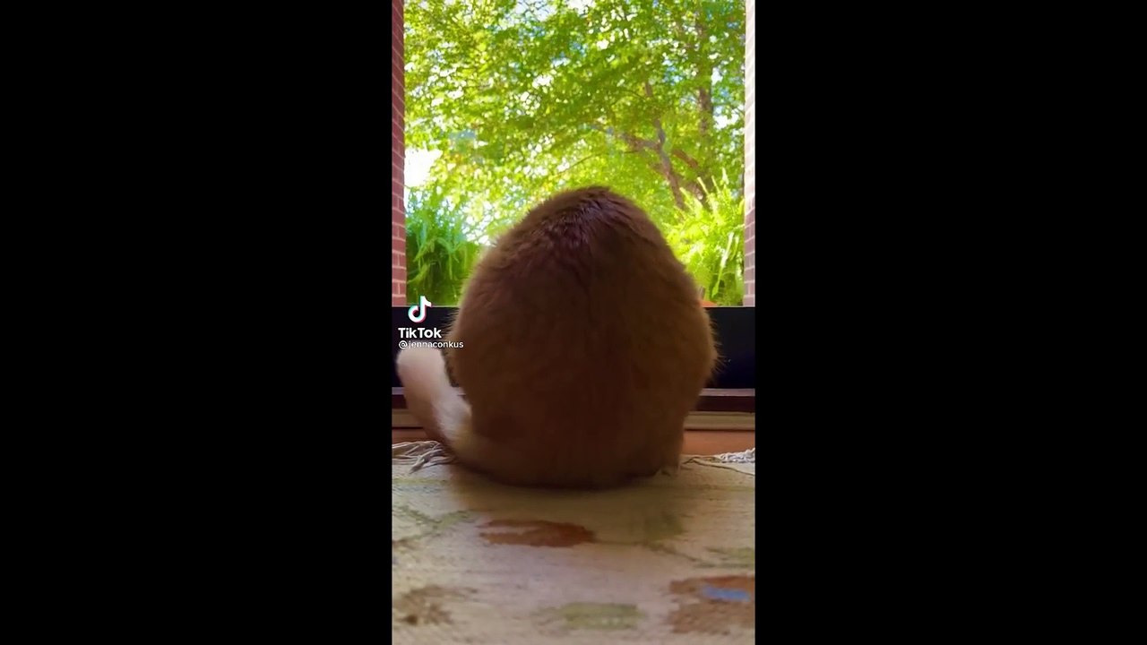 Funny Animal Videos 2022   # 7