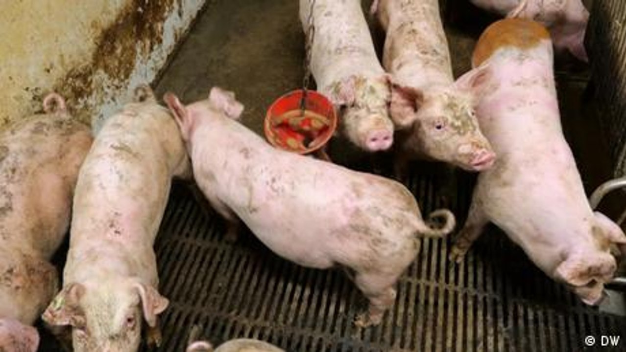 Finnische Schweinezüchter sorgen für mehr Tierwohl