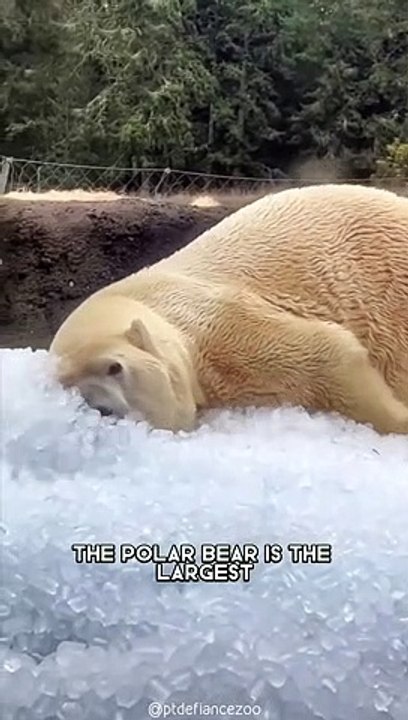 05.Polar Bear ‍❄️ One Of The Tallest Animals In The World