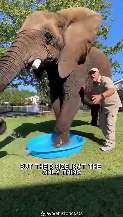07.African Bush Elephant  One Of The Tallest Animals In The World