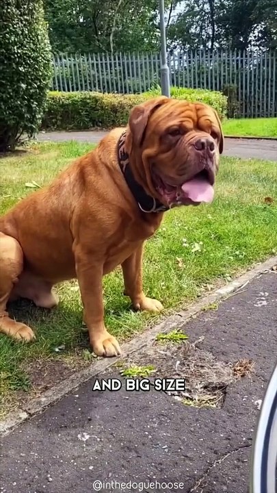 09.French Mastiff  One Of The Biggest Dog Breeds In The World