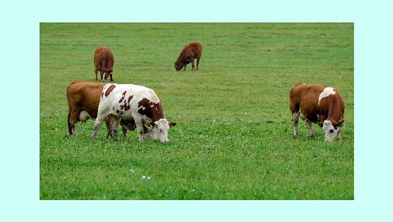 funny animal