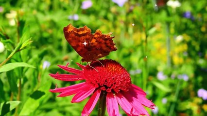 Relaxing Music Video - Listen, Relax and have a good sleep - butterfly