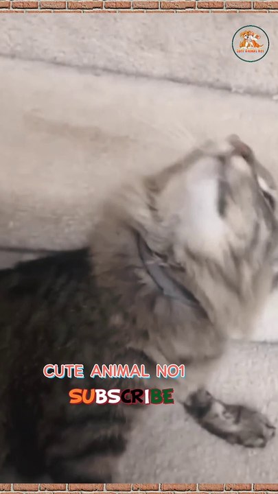 Funny cat sound  cat video