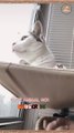 cat video  funny cat playing #shorts #shortsvideo #shortsfeed #viralshorts #newshort