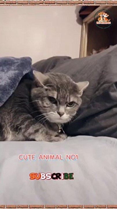 cat video  funny cat playing #shorts #shortsvideo #shortsfeed #viralshorts #newshort