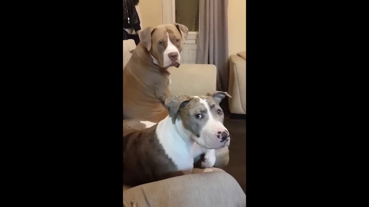 Funniest Cats And Dogs Video - Laught