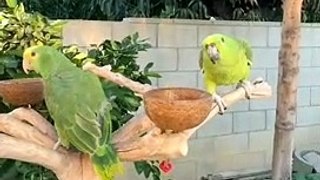 Parrots Talking Video