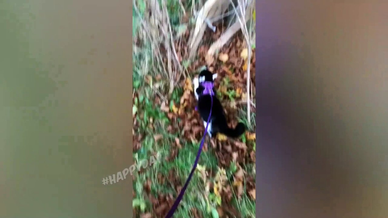 Funny Cats 2022 | Six Minutes Of Laughter