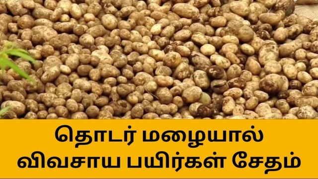 கொடைக்கானல் : தொடர் மழையால் விவசாய பயிர்கள் சேதம்!