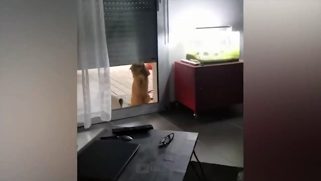 Funny animal videos! Compilation . .