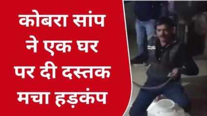 विजयराघवगढ: कोबरा सांप निकलने से हड़कंप, रेस्क्यू कर पकड़ा