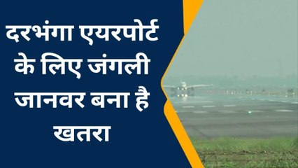 दरभंगा एयरपोर्ट पर जंगली जानवरों बढ़ा आंतक, 200 नीलगाय और जंगली सुअरों का होगा शूट आउट