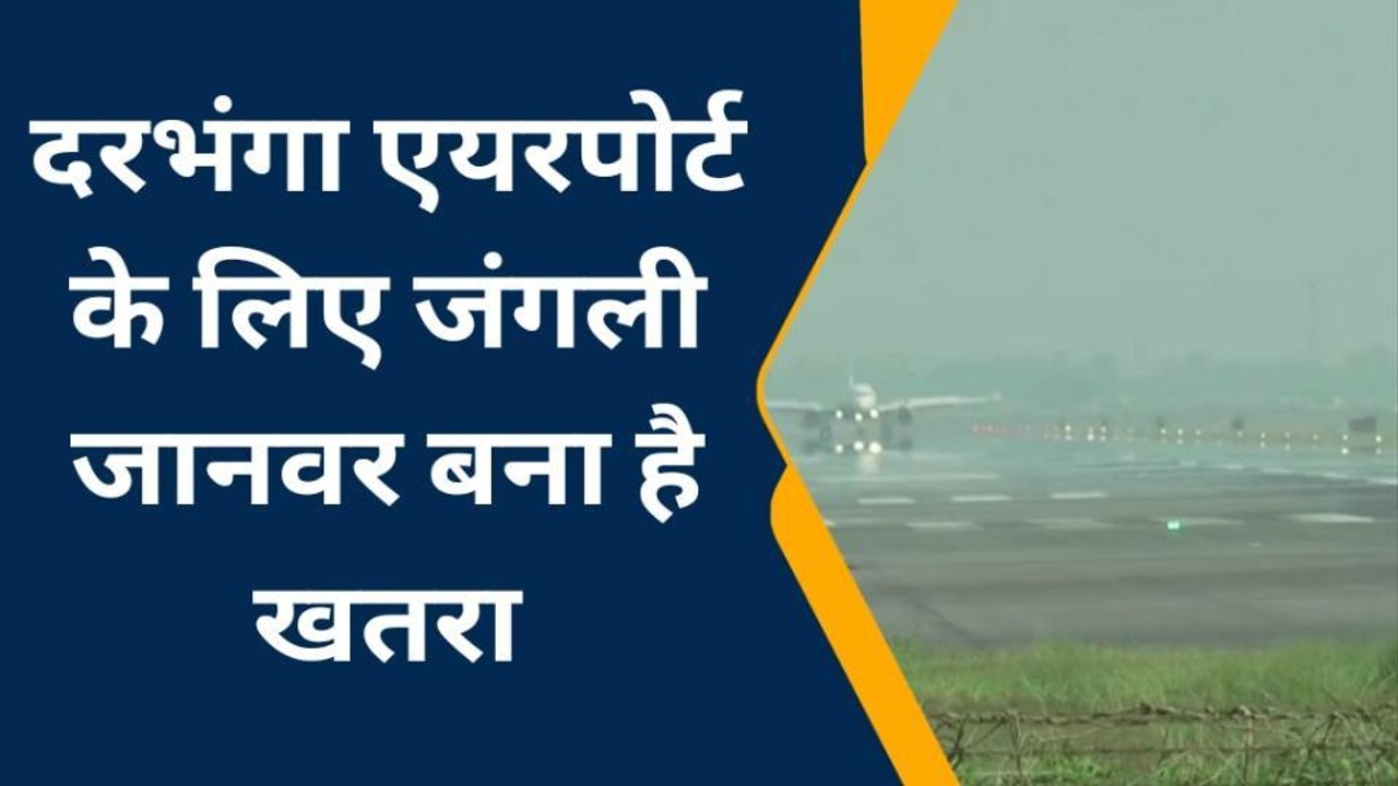 दरभंगा एयरपोर्ट पर जंगली जानवरों बढ़ा आंतक, 200 नीलगाय और जंगली सुअरों का होगा शूट आउट