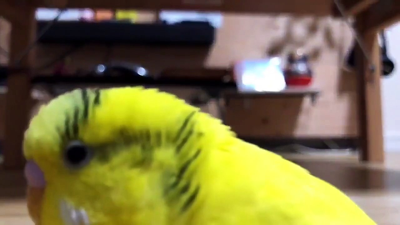 SMART BIRD | PARKITT