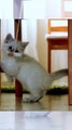 Funny cat videos, kittens playing