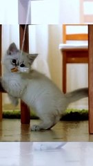 Funny cat videos, kittens playing