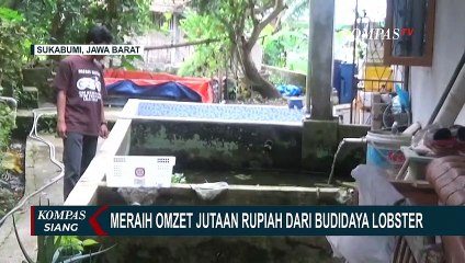 Télécharger la video: Kiat Pemuda Sukabumi Raih Omzet Jutaan Rupiah dari Budidaya Lobster Air Tawar!