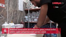 Ayağı kırılan kedi acil servisin yolunu tuttu