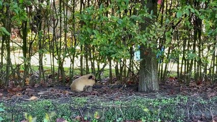 Guinea pigs exit and enter the tube