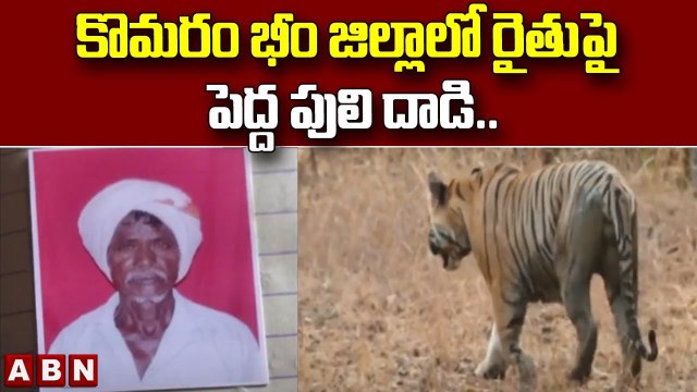 కొమరం భీం జిల్లాలో రైతుపై పెద్ద పులి దాడి.. || Komaram Bheem district || ABN Telugu