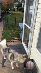 Smart Husky Foiled by Self Closing Door