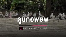 นักท่องเที่ยวแห่ดูนกอพยพหนีหนาวจากไซบีเรียนับล้านตัว ที่เกาะลิบง จ.ตรัง | HOTSHOT เดลินิวส์ 17/11/65