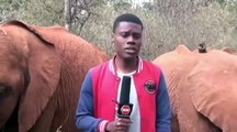 Cucciolo di elefante fa il solletico con la proboscide al giornalista. Il video è virale