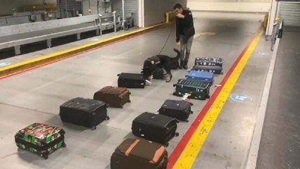 Uyuşturucuyu valizin demir çubuklarına gizlediler