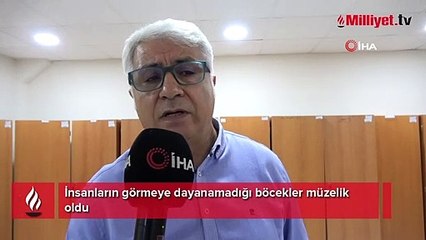 30 bin tür böcek türü müzede sergileniyor