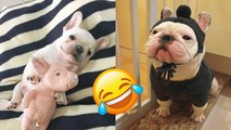 Bulldog Puppies That Will Melt Your Heart | HaHa Animals