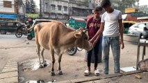 Un virus amenaza en la India a las vacas, un animal sagrado para el hinduismo