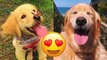 Golden Retriever | Make life better | Funny Puppy Videos | HaHa Animals