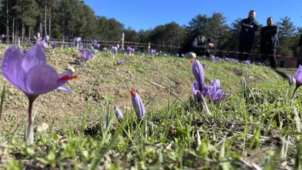 Milli bitki safranda "üretim" hedefine ulaşıldı