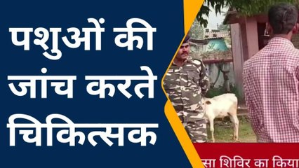 मधुबनी: हरलाखी के गंगौर में एसएसबी ने पशुओं की जांच का लगाया शिविर, मुफ्त में बांटे दवाइयां