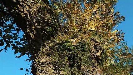 İmamoğlu’ndan İstanbul'a ''Atatürk’ün mirası açılıyor'' müjdesi