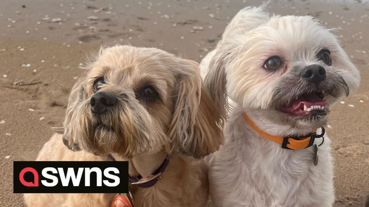 Pup who was left paralysed after spinal stroke has defied the odds and is now able to walk again on her own