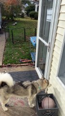 Smart Husky Foiled by Self Closing Door