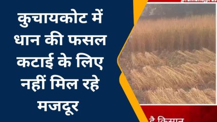 गोपालगंज: किसानों को नहीं मिल रहे मजदूर,किसान परेशान