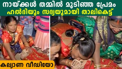 അടുത്ത വീട്ടിലെ നായയുമായി മുടിഞ്ഞ പ്രേമം. ഒടുവിൽ കല്യാണം | *Trending