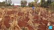 Climate change: Kenya banks on GMOs to combat food insecurity