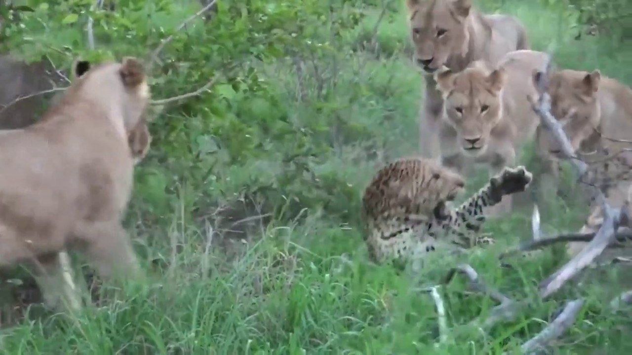 A DANGEROUS FIGHT   MANY LION'S AND ALONE TIGER 