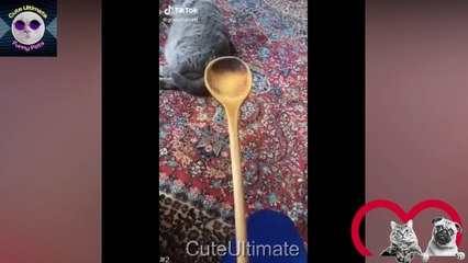 Funny Cats Compilation  Cute and Funny Cat Videos  Cute Cat Videos try not to laugh Funny Cat Videos  PART 9