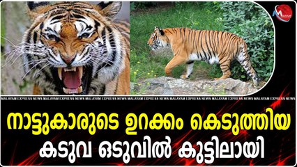 നാട്ടുകാരുടെ ഉറക്കം കെടുത്തിയ കടുവ ഒടുവിൽ കുട്ടിലായി