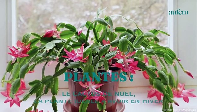 Plantes : le cactus de Noël, la plante idéale à avoir en hiver