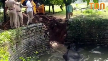 Le Sauvetage incroyable d'un éléphant piégé