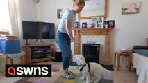 Deaf puppy learns sign language and knows how to follow hand signals to sit, spin and lie down