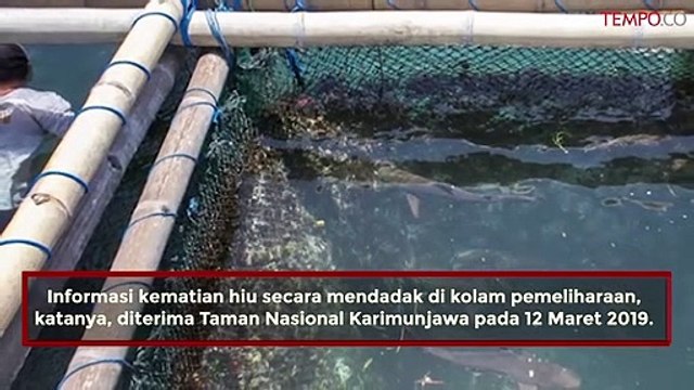 Ratusan Hiu Mati Mendadak, Ini Penyebabnya